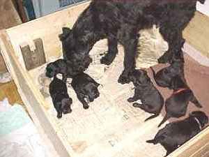 S��e kleine Hundebabys