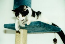 Kater Ilias