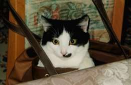 Ilias in der Tasch'