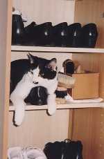 Ilias im Schrank