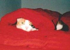 Gute Nacht, Lady!