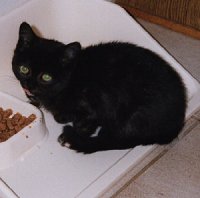 Josie