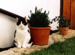 Katerle