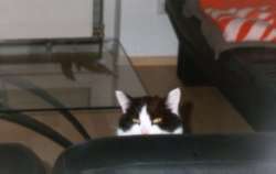 Katerle