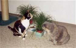Kitty und Mimi beim 