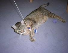 Kitti