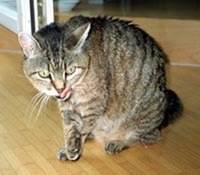 Kitti