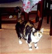 Kitty
