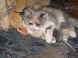 Kitty beim Kuscheln
