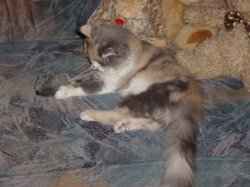 Kitty mit der Maus