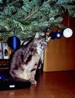 Klausi, das Weihnachtskaterchen