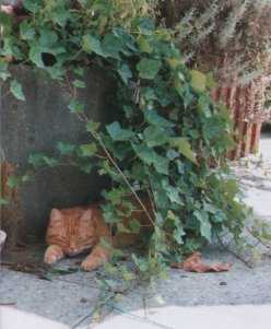 Konrad