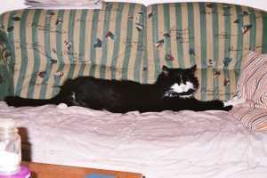 1 Meter Katze