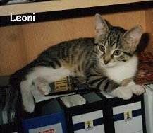 Leoni im Regal