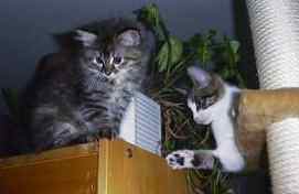Lisa Und Paris