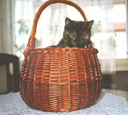 Lola