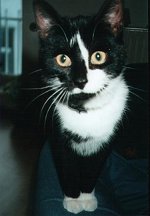 Gezeichnete Lucy