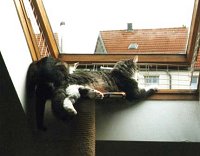 Katzensicheres Dachfenster