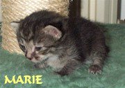 Marie
