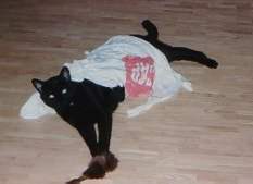 Maus