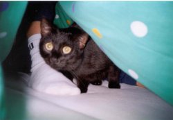 Mausi unter der Decke