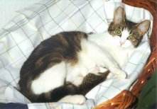 Mausi im K�rbchen