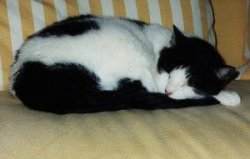 Mausi
