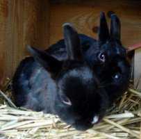 Max und Moritz