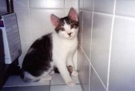 Merlin