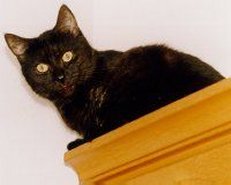 Merlin