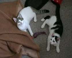 Minx und Monk