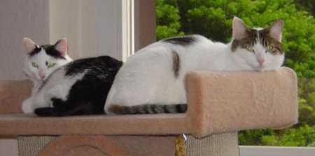 Minx und Monk