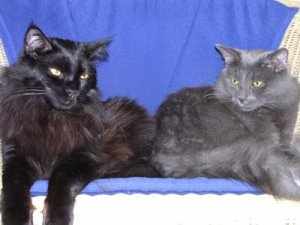 Mica und Filou