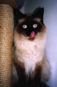 Micki