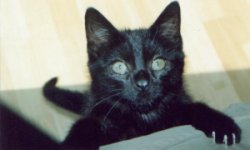 Micky