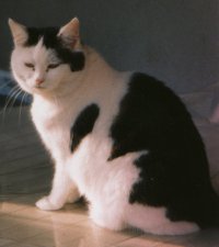 Mietzi