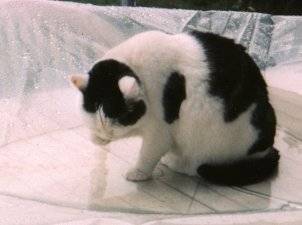 Mietzi