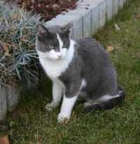 Mieze