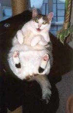 Mindi