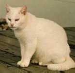 Minni