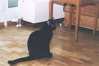 Minni