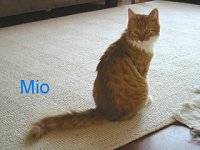 Mio
