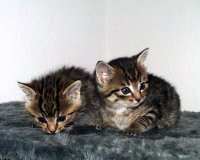 Mona und Leonardo