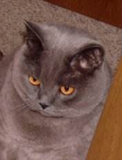 Moritz