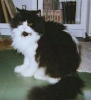 Der Kater Nino