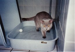 Enrico