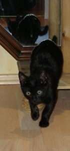 Panther