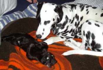 Panther und Joy
