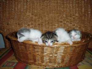 Die Babies