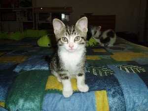 BamBam